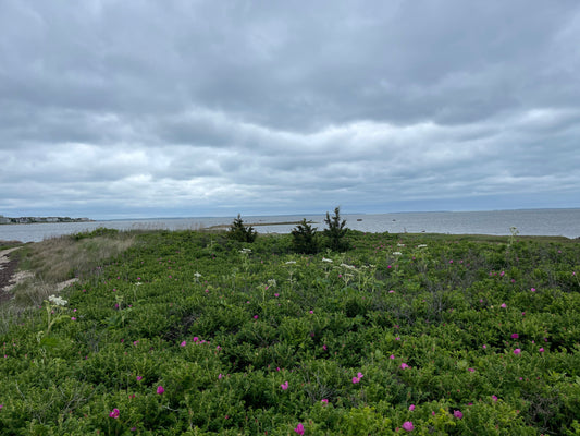 Walking Among Roses: Inspiration from Hoppy’s Landing 🌸🐾